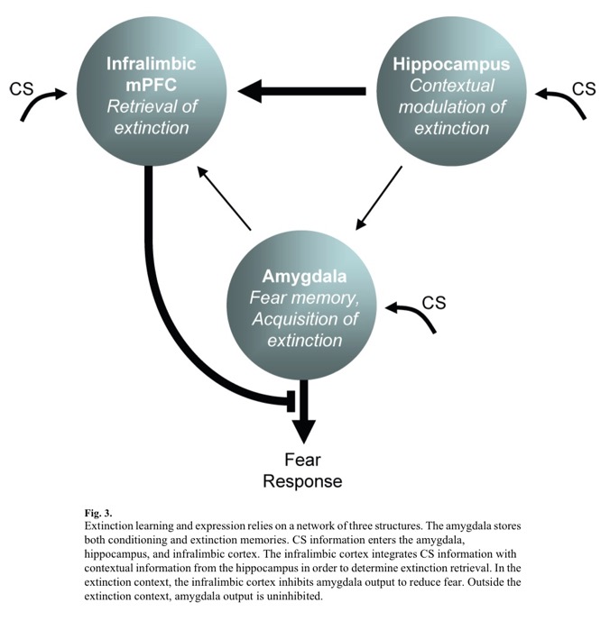 Quirk and Mueller 2008 Neural mechanisms of extinction learning and retrieval